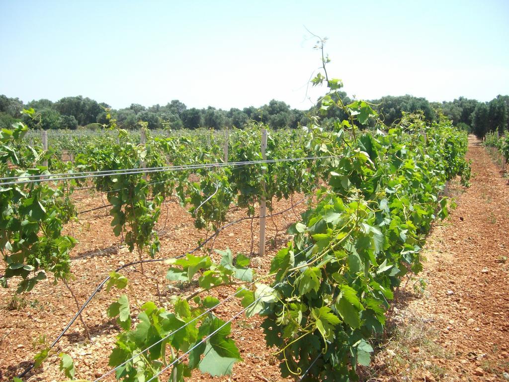 San Marzano di San Giuseppe Masseria Nuova旅馆 外观 照片