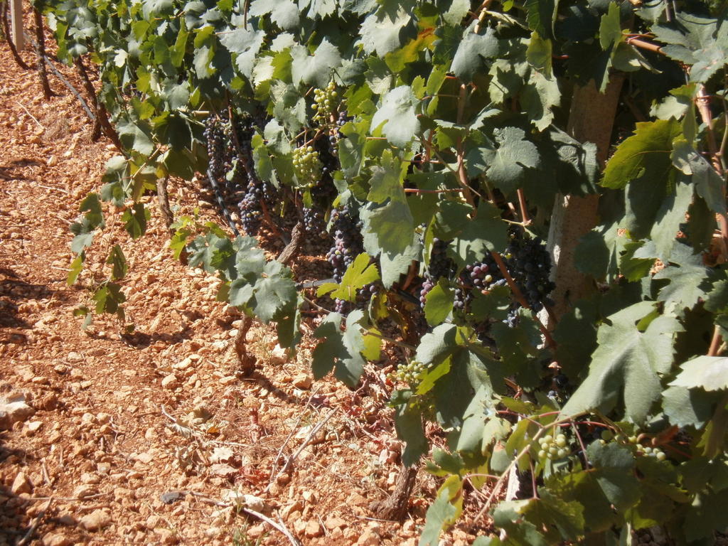 San Marzano di San Giuseppe Masseria Nuova旅馆 外观 照片