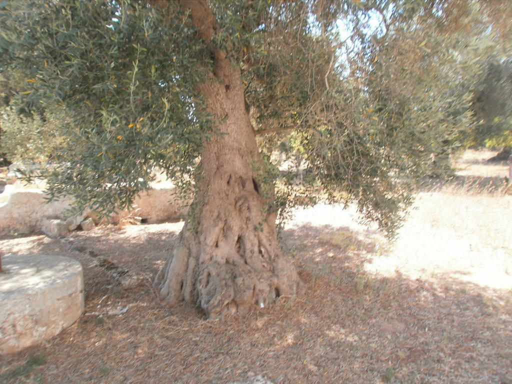 San Marzano di San Giuseppe Masseria Nuova旅馆 外观 照片