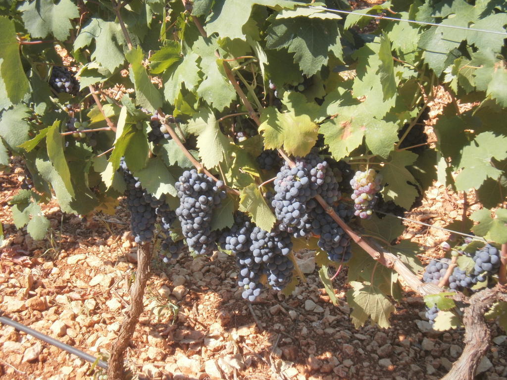 San Marzano di San Giuseppe Masseria Nuova旅馆 外观 照片