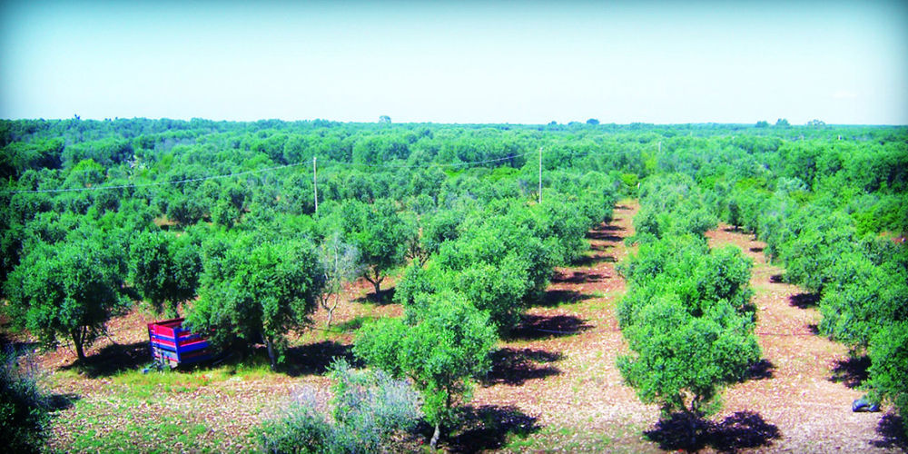 San Marzano di San Giuseppe Masseria Nuova旅馆 外观 照片